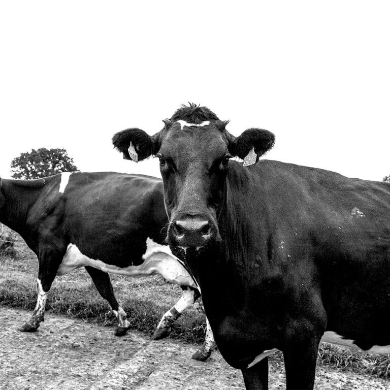 Cow-2