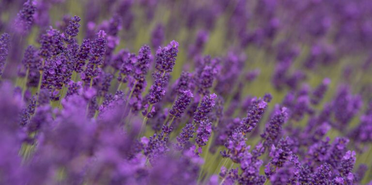 Flower-2