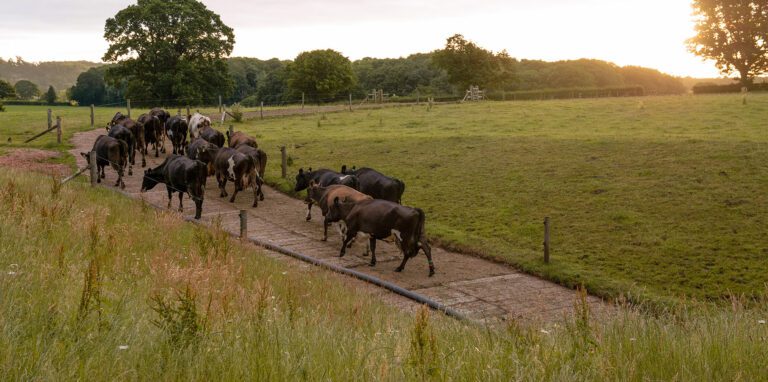cows