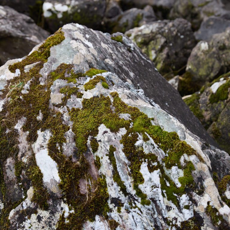 TGS_Stone Moss Image_Web